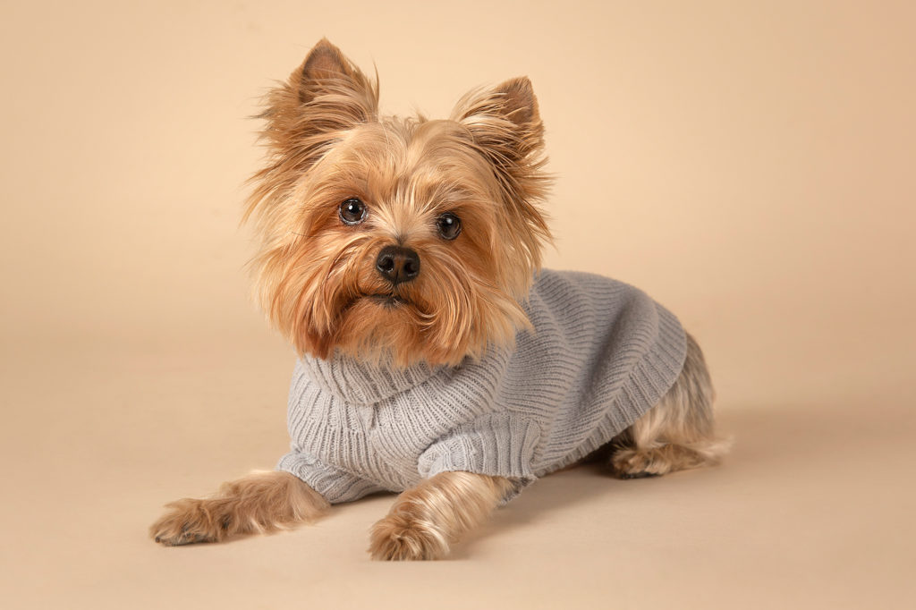 Terrier