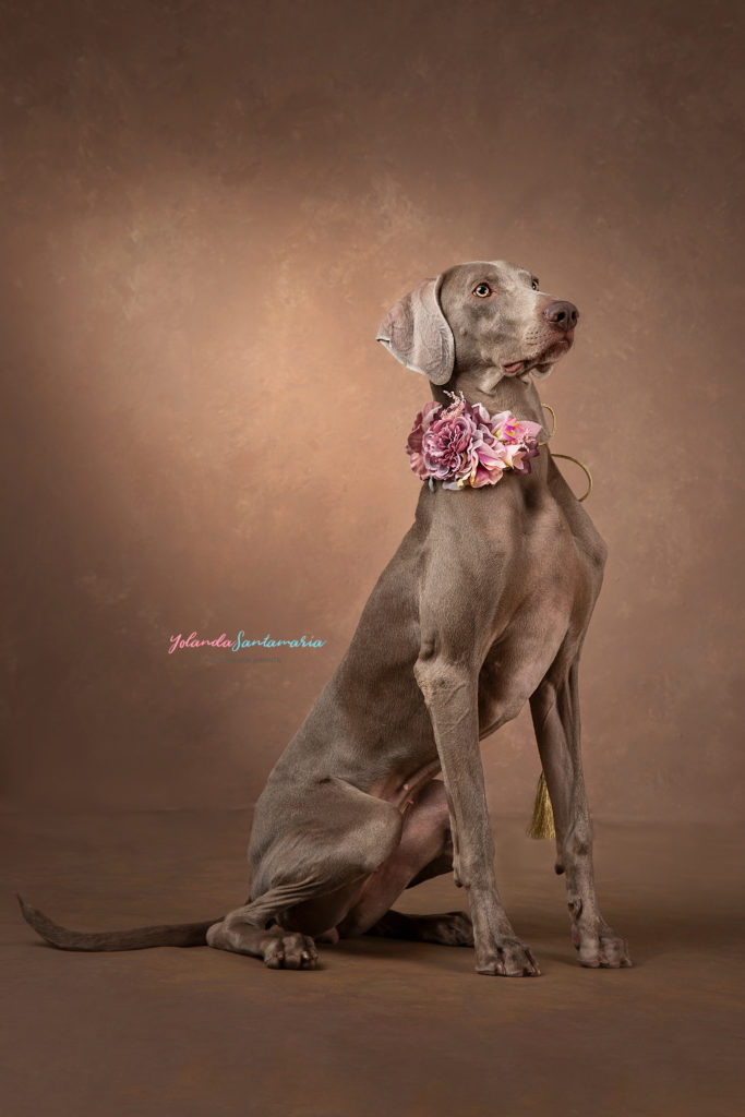 fotografiadeperritos