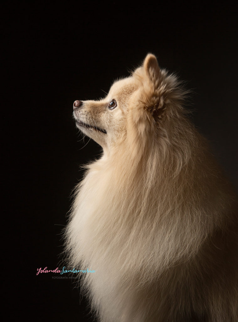 fotografiaperros