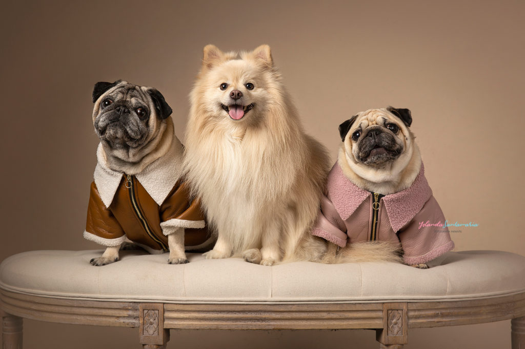 fotografiasdeperros