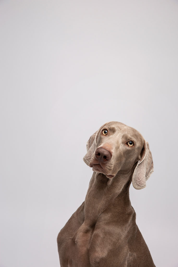 perrito-fotografia