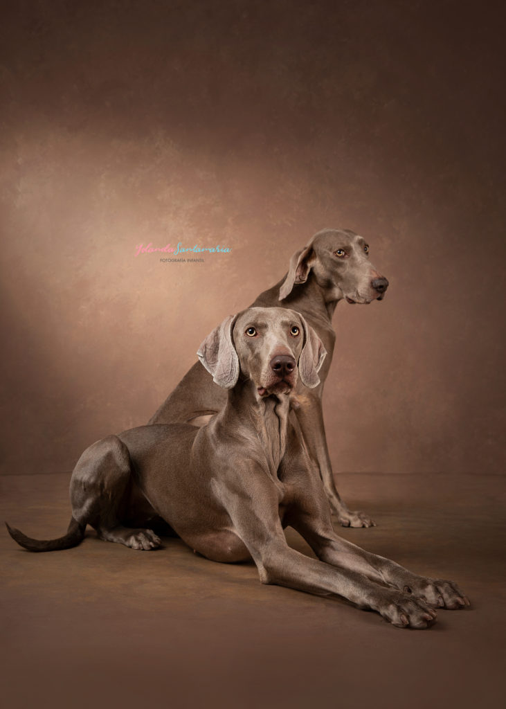 perros