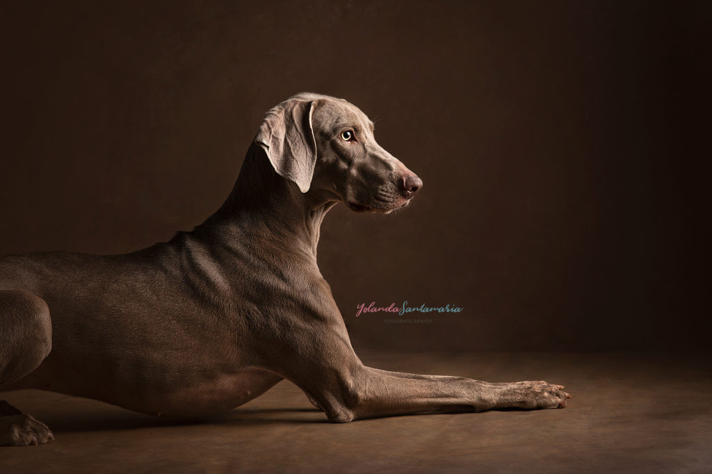 weimaraner